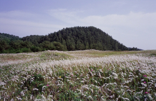 Bj그림벽지 AT170395 갈대 가을들판 벽화 꾸미기 뮤럴벽지