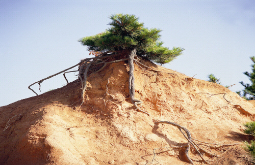 Bj그림벽지 KS25-073 사막 벽화 꾸미기 뮤럴벽지