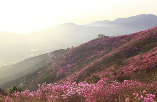 Bj그림벽지 AT448017 일출 일몰 벽화 꾸미기 뮤럴벽지